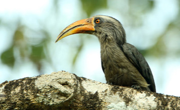 Thattekad Bird Sanctuary