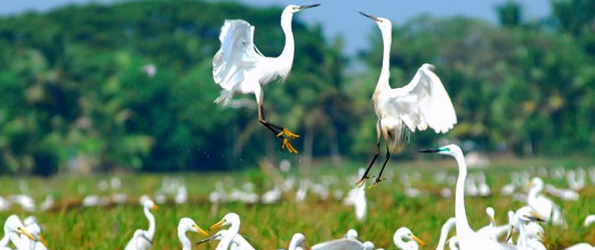 Kumarakom Bird Sanctuary