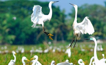 Kumarakom Bird Sanctuary